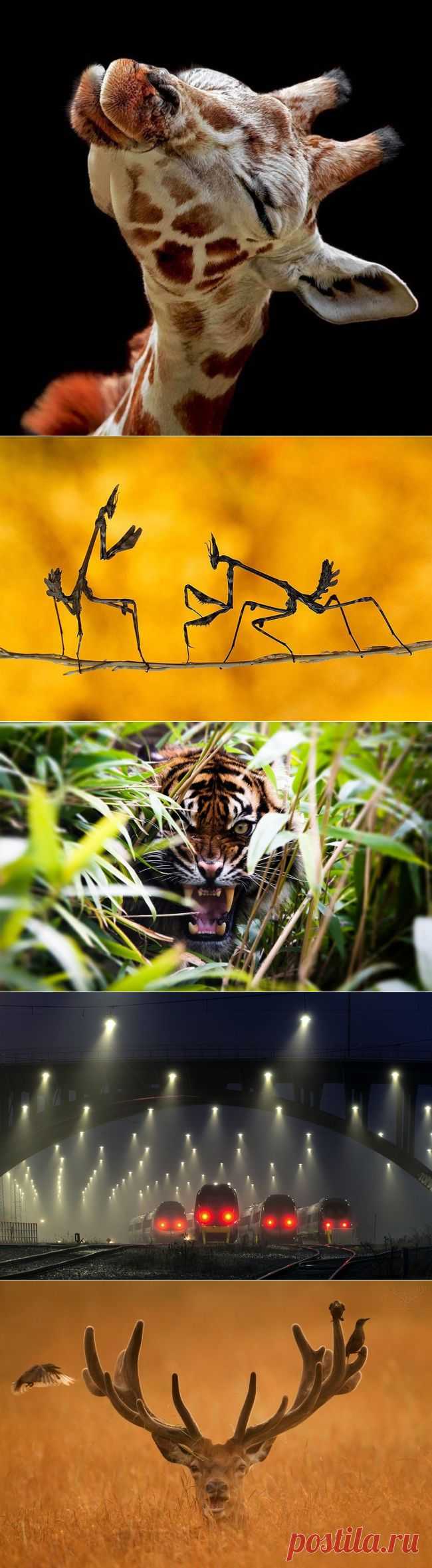 Живая планета: Красота без фотошопа | ЖИВОЙ УГОЛОК