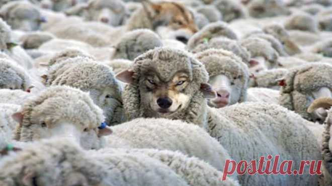 The Covert Aggressor: A Wolf in Sheep’s Clothing Imagine the following scenario: Karl manages his own successful business, owns his own house, and drives a nice car. He is active in his church and is a friendly, easygoing person. Karl has a modes…