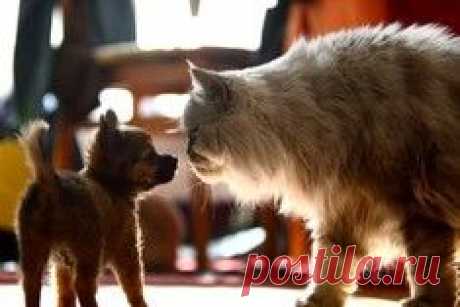 Львица защищает своего львенка / Surfingbird - проводи время с пользой для себя!