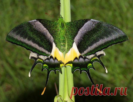 Teinopalpus imperialis — редкий вид бабочек из семейства парусников (Papilionidae)

Размах крыльев самцов 70-80 мм