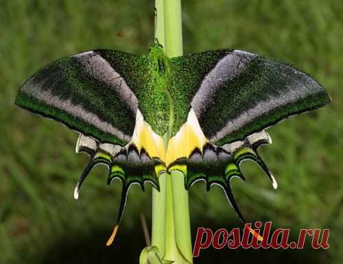 Teinopalpus imperialis — редкий вид бабочек из семейства парусников (Papilionidae)

Размах крыльев самцов 70-80 мм