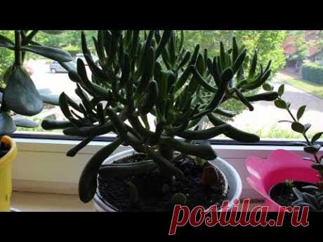 КРАССУЛА 🌵КАК САЖАТЬ И ВЫРАЩИВАТЬ СУККУЛЕНТЫ. РАЗМНОЖЕНИЕ ДЕНЕЖНОГО ДЕРЕВА  ЛИСТОМ. #oldenburg.ru