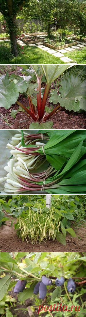 Что посадить в тени на даче | Сад 365