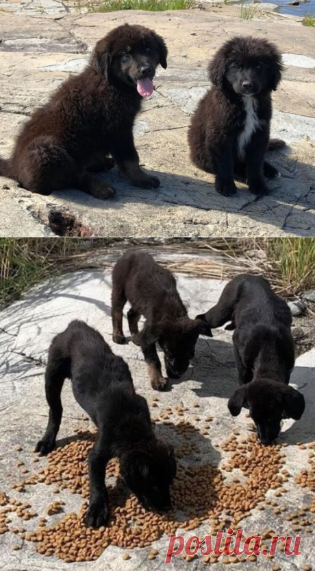 Velejador encontra 7 filhotes abandonados chorando em ilha deserta