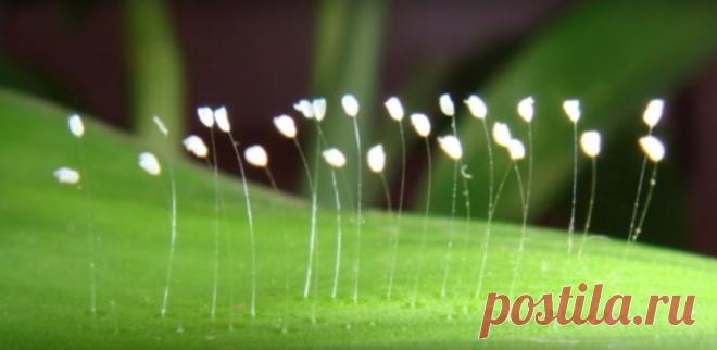 Цветок удумбара цветёт раз в 3000 лет. Время пришло. Полюбуйтесь! До недавнего прошлого никто не видел этого легендарного цветка. В некоторых древних писаниях говорится, что он цветёт один раз в 3000 лет. Но в последние годы мистические цветы удумбара встречаются в разных частях света. Их трудно заметить без увеличительного стекла, такие они крошечные. Но как только расцветут, ароматом заполняют всё пространство вокруг. Удумбара переводится с древнего индийского языка санс...