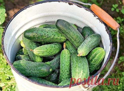 ВЫГОДНЫЕ ОГУРЦЫ