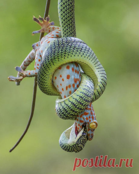 Лучший фотограф в дикой природе: Wildlife Photographer of the Year 2021