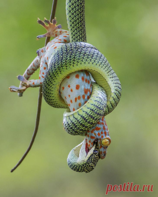 Лучший фотограф в дикой природе: Wildlife Photographer of the Year 2021