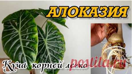 АЛОКАЗИЯ / ОМОЛОЖЕНИЕ / КАК УКОРЕНИТЬ В ВОДЕ / ПОСАДКА В МОХ СФАГНУМ |  Александр FloraMan - ФАНАТ РАСТЕНИЙ | Дзен