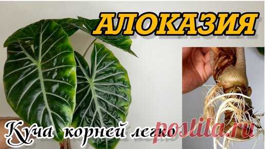 АЛОКАЗИЯ / ОМОЛОЖЕНИЕ / КАК УКОРЕНИТЬ В ВОДЕ / ПОСАДКА В МОХ СФАГНУМ |  Александр FloraMan - ФАНАТ РАСТЕНИЙ | Дзен