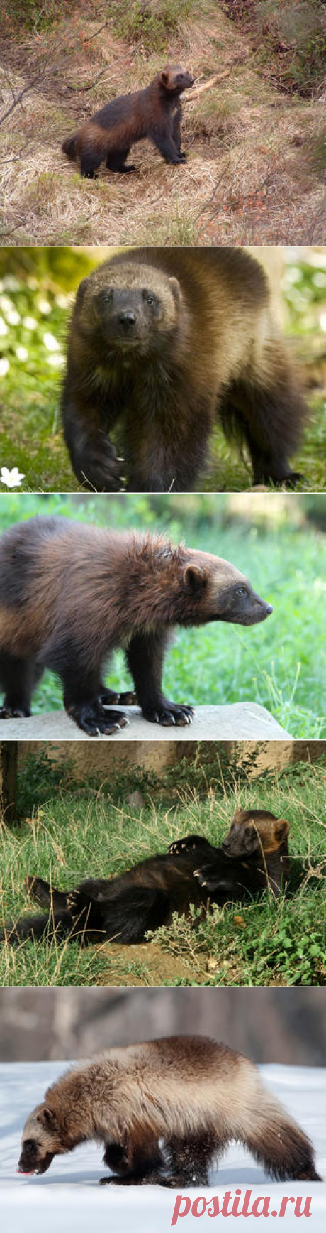 Смотреть изображения росомах | Зооляндия