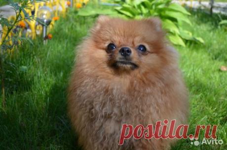 Предлогаю щенка померанца - купить, продать или отдать в Москве на Avito — Бесплатные объявления на сайте Avito