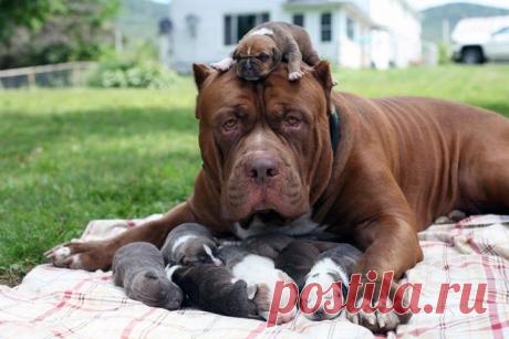 Собаки, которые гордятся своим чудесным потомством