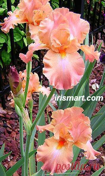 Tall Bearded Iris 'Dodge City' (Iris germanica)