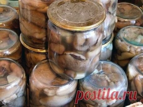 КАК СОЛИТЬ МАСЛЯТА
Продукты для засолки маслят
Маслята - 1 килограмм
Соль - 2 столовые ложки
Вода - 1 стакан
Перец горошком - 5 штук
Гвоздика - 3 штуки
Корица - 1 чайная ложка
Лист чёрной смородины - 2 штуки
1. Маслята очистить, вымыть, отделить ножки от шляпок.
2. Шляпки и ножки порезать на кусочки одинакового размера.
3. Одну кастрюлю подготовить для шляпок, вторую - для ножек.
4. В обе кастрюли налить воду, добавить соль и поставить на огонь.
5. Варить шляпки и ножки маслят по 20 минут, рег