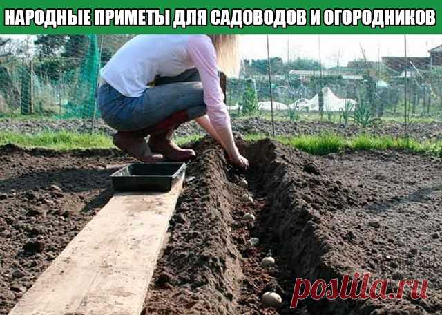 НАРОДНЫЕ ПРИМЕТЫ ДЛЯ САДОВОДОВ И ОГОРОДНИКОВ 
— Картофель нельзя сажать на Вербной неделе, по средам и субботам — будет портиться.
— Если весна ранняя, то капусту, как и лук сеют на четвертой неделе Великого поста или позже — на пятой.
— Если весна запаздывает, то производят посев в последние дни Страстной недели, особенно в субботу.
— Подсолнухи лучше сажать в субботу, до восхода солнца или после его захода. Последнее предпочтительнее. При посадке молчат и не грызут семеч...