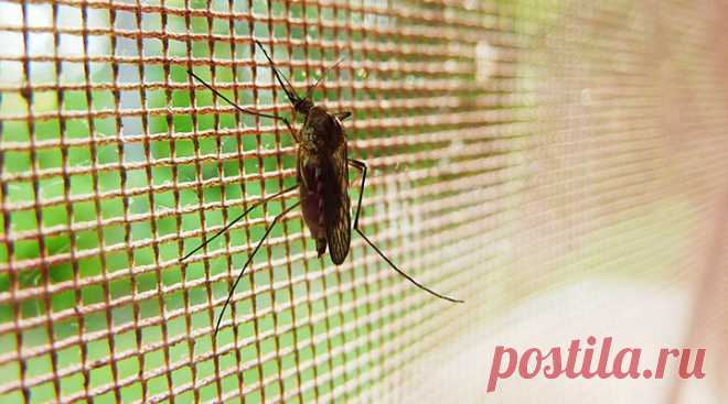 9 растений, которые заставляют комаров не жужжать над ухом | Про посадки