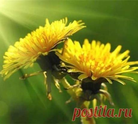 Ода одувынчику