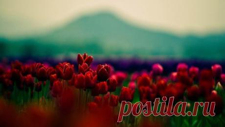 Жизнь – это великий инструмент. Вы должны научиться играть на этом инструменте. Ничто нельзя отсекать, разрушать, подавлять, отвергать. Все, что Бог дал тебе - прекрасно! Если ты не можешь использовать это красиво, это просто показывает, что ты еще не достаточно искусен. Мы все воспринимаем жизнь как должное, но это неправильно. Нам дали только семена возможностей. Нам дали только потенциал для жизни; мы должны научиться реализовать его.

© Ошо