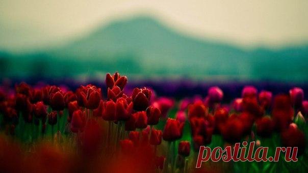 Жизнь – это великий инструмент. Вы должны научиться играть на этом инструменте. Ничто нельзя отсекать, разрушать, подавлять, отвергать. Все, что Бог дал тебе - прекрасно! Если ты не можешь использовать это красиво, это просто показывает, что ты еще не достаточно искусен. Мы все воспринимаем жизнь как должное, но это неправильно. Нам дали только семена возможностей. Нам дали только потенциал для жизни; мы должны научиться реализовать его.

© Ошо