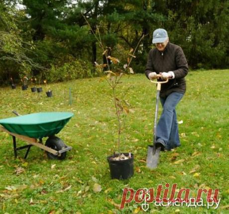 Календарь садово-огородных работ на октябрь: Группа Практикум садовода и огородника