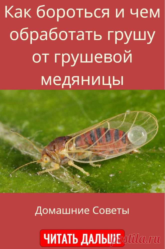 Как бороться и чем обработать грушу от грушевой медяницы