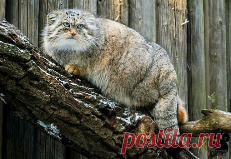 ЗАБАВНЫЕ ЖИВОТНЫЕ: - natali5357@mail.ru - Почта Mail.Ru