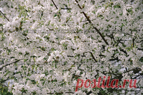 Ветви цветущего дерева, весенний природный цветочный фон Стоковое фото, фотограф Ilaronsia / Фотобанк Лори