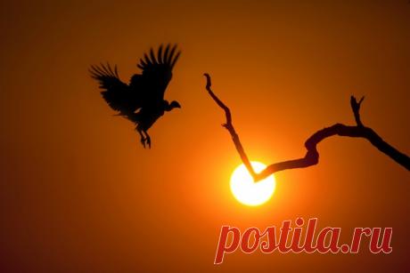 Завораживающие силуэты саванны