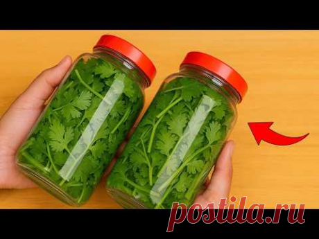 Cómo conservar el cilantro durante 1 año sin que se estropee