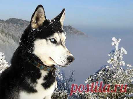 Сибирский хаски