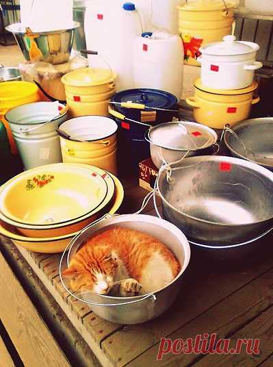 Хвостик - на подушке, на простынке - ушки!