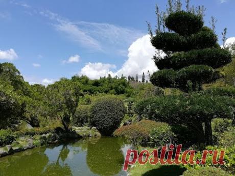 Ботанический сад в Санто-Доминго. Масса сюжетов для художника.