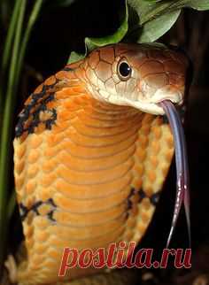 (338) Pinterest