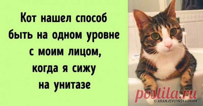 24 кота, которые подняли дерзость на новый уровень . Милая Я