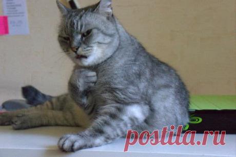 Смешные коты, заслуживающие Оскар за лучшую драматическую роль! | Ололо - смешные картинки и веселые истории