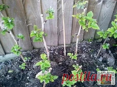 #СадоводствоЦветоводствоАрки

 Почему у ремонтантной малины надо вырезать всю надземную часть
В последнее время все чаще садоводы отдают предпочтение ремонтантным сортам малины. Эти сорта способны плодоносить все лето до самых заморозков. А если осенью срезать стебли с зелеными ягодами и поставить в ведро, они будут спеть и после морозов.

 
Тем не менее все чаще садоводы прибегают к полной обрезке побегов перед морозами. Такая обрезка имеет ряд преимуществ. Но давайте все...