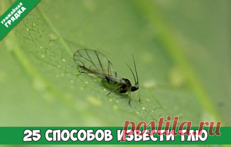 25 СПОСОБОВ ИЗВЕСТИ ТЛЮ

Подручными средствами:
1. Водкой. Для обработки пойдет самая дешевая. Все, что нужно, так это налить ее в пульверизатор и опрыснуть растения.
2. Кока-колой. Использовать так же, как и водку.
3. Хозяйственным мылом: 200 г растворить в 10 л воды.
4. Нашатырем: 1 ст. ложку развести в 10 л воды.
5. Кальцинированной содой: 1 ст. ложку растворить в 1 л воды. Добавить 40 г хозяйственного мыла.
6. Золой: 200–300 г залить 5 л крутого кипятка, остудить, проц...