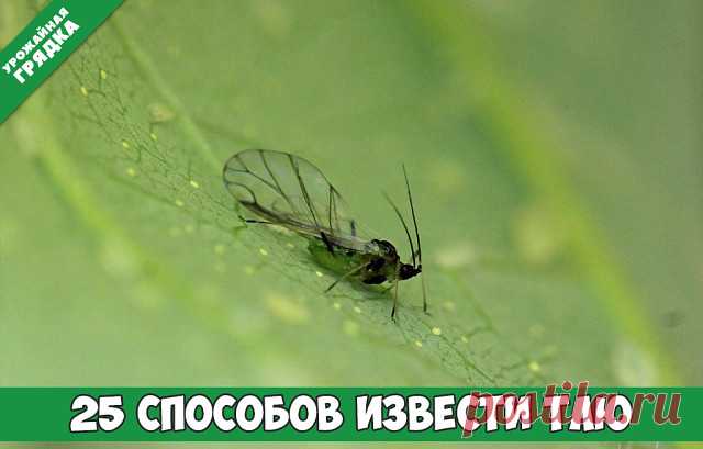 25 СПОСОБОВ ИЗВЕСТИ ТЛЮ

Подручными средствами:
1. Водкой. Для обработки пойдет самая дешевая. Все, что нужно, так это налить ее в пульверизатор и опрыснуть растения.
2. Кока-колой. Использовать так же, как и водку.
3. Хозяйственным мылом: 200 г растворить в 10 л воды.
4. Нашатырем: 1 ст. ложку развести в 10 л воды.
5. Кальцинированной содой: 1 ст. ложку растворить в 1 л воды. Добавить 40 г хозяйственного мыла.
6. Золой: 200–300 г залить 5 л крутого кипятка, остудить, проц...