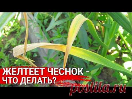 Желтеет чеснок – что делать ?