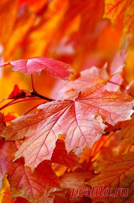 Beautiful leaf | Turning colors. Autumn
