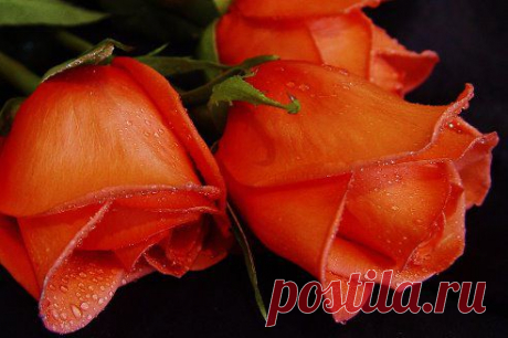 (61) Одноклассники