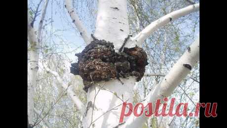 ГРИБ ЧАГА для лечения ЯЗВЫ ЖЕЛУДКА! Действие проверено веками!