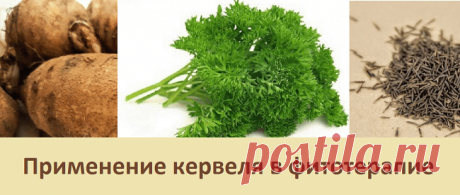 Применение кервеля в фитотерапии | Советы целительницы
