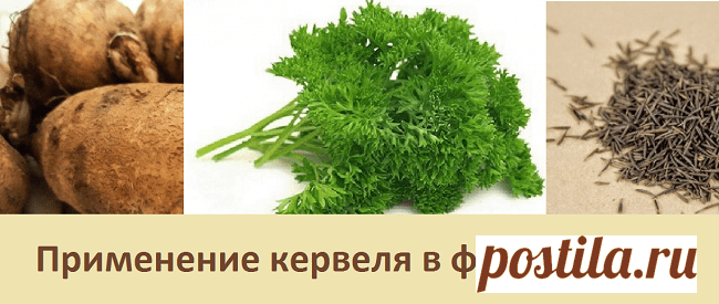 Применение кервеля в фитотерапии | Советы целительницы