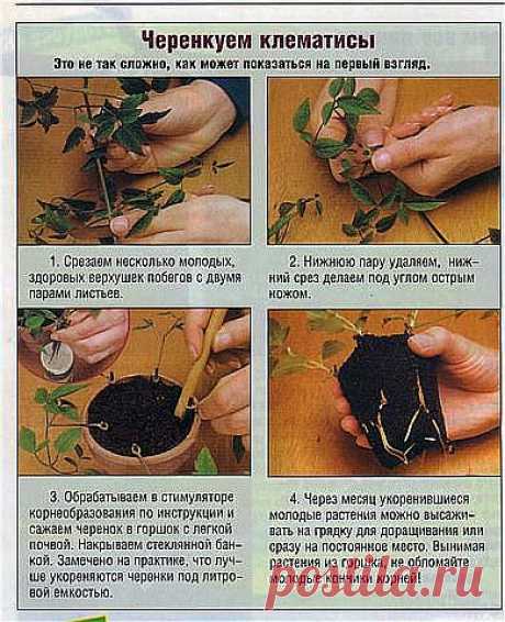 (70) Одноклассники