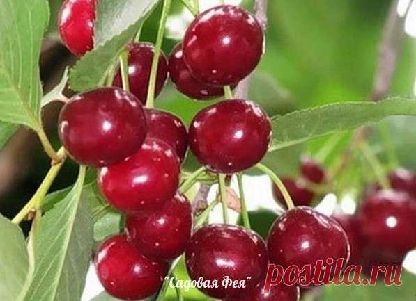 САДОВАЯ ФЕЯ - Дача. Сад и Огород
