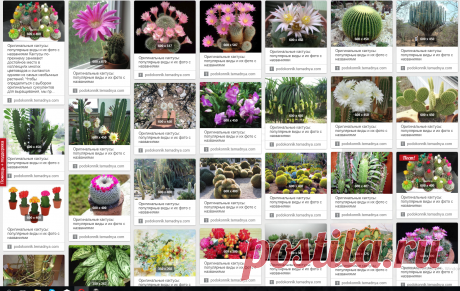 Оригинальные кактусы: популярные виды и их фото с названиями Кактусы по-прежнему занимают достойное место в коллекциях многих цветоводов и считаются одними из самых необычных растений. Чтобы определиться с выбором оригинальных суккулентов для выращивания, мы пр...  Подробнее »
Поделиться в Face          https://podokonnik.temadnya.com/1324035506684037466/originalnye-kaktusy-populyarnye-vidy-i-ih-foto-s-nazvaniyami/