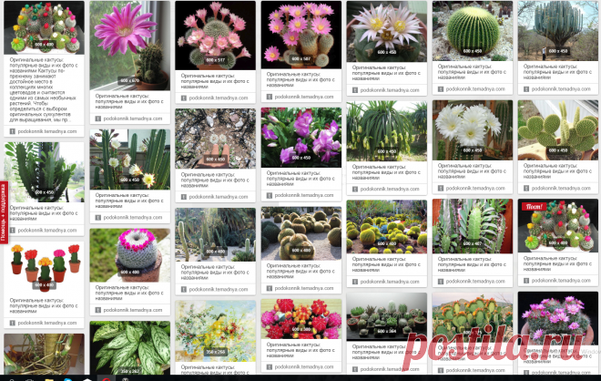 Оригинальные кактусы: популярные виды и их фото с названиями Кактусы по-прежнему занимают достойное место в коллекциях многих цветоводов и считаются одними из самых необычных растений. Чтобы определиться с выбором оригинальных суккулентов для выращивания, мы пр...  Подробнее »
Поделиться в Face          https://podokonnik.temadnya.com/1324035506684037466/originalnye-kaktusy-populyarnye-vidy-i-ih-foto-s-nazvaniyami/