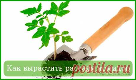Как вырастить рассаду помидор в домашних условиях (пошаговая инструкция)
